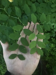 Lathyrus holochlorus