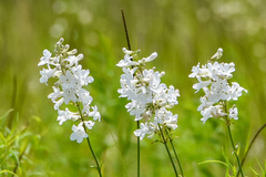 Penstemon tubaeflorus