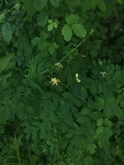 Lathyrus holochlorus