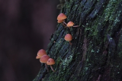 Gymnopilus eucalyptorum