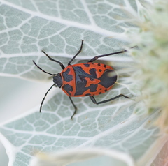 Eurydema spectabilis