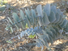 Eucalyptus kruseana