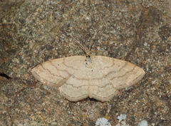 Scopula ochraceata