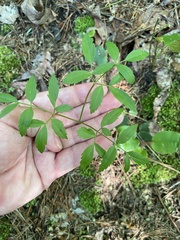 Ligusticum canadense