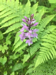 Dactylorhiza maculata