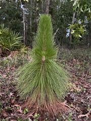 Pinus