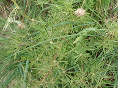 Lupinus argenteus argenteus