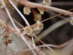 Cuscuta denticulata