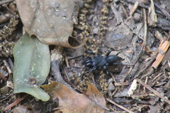 Sphodros atlanticus