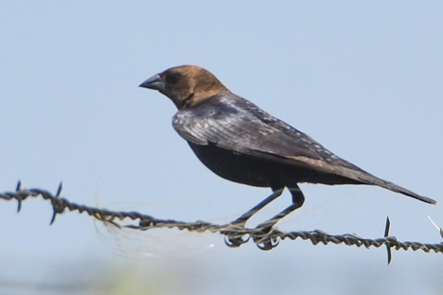 Brown-headed Cowbird photographed in Oklahoma