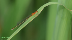 Ischnura asiatica