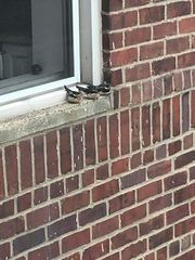Hirundo rustica