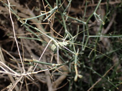 Arethaea brevicauda