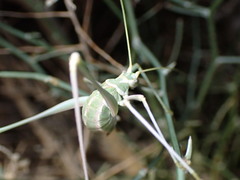 Arethaea brevicauda