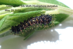 Hyalophora euryalus