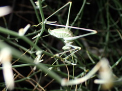 Arethaea brevicauda