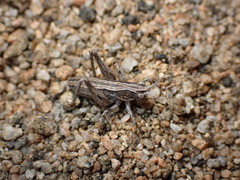 Ateloplus