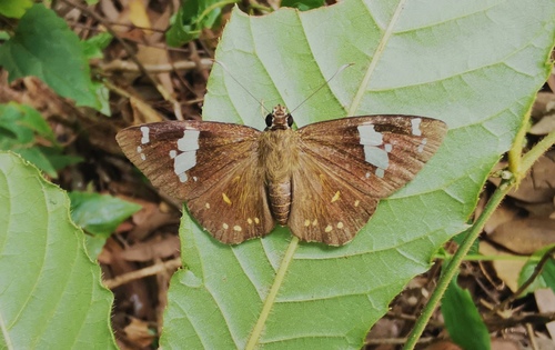 Common Spotted Flat