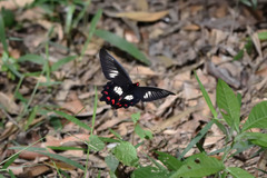 Pachliopta polydorus