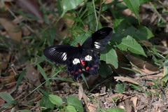 Pachliopta polydorus