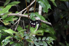 Pachliopta polydorus