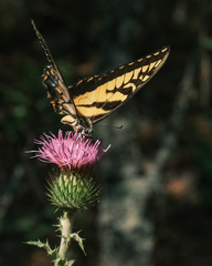Papilio alexiares garcia
