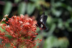 Pachliopta polydorus