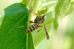 Polistes dorsalis dorsalis