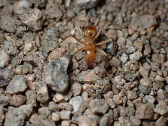 Myrmecocystus mexicanus