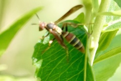 Polistes dorsalis dorsalis