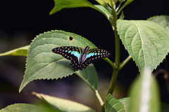 Graphium macfarlanei