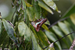 Graphium macfarlanei