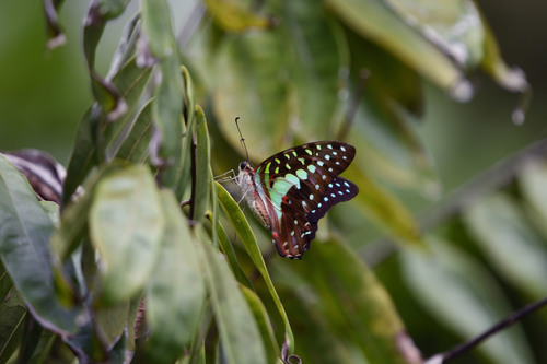 Green Triangle