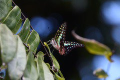 Graphium macfarlanei
