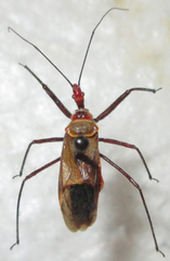 Pseudophonoctonus formosus