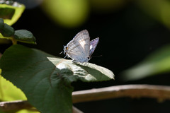 Hypolycaena phorbas