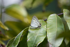 Hypolycaena phorbas
