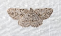 Psilalcis isombra