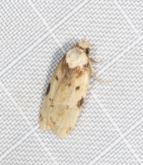 Elaeonoma deltacostamela