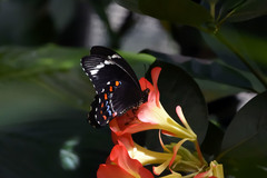 Papilio aegeus