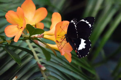 Papilio aegeus
