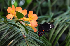 Papilio aegeus