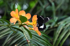 Papilio aegeus