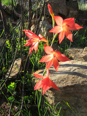 Gladiolus priorii