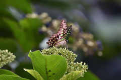 Graphium agamemnon ligatus