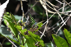 Graphium agamemnon ligatus