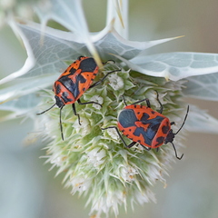 Eurydema spectabilis