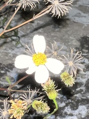 Bidens alba