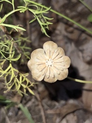 Berlandiera subacaulis