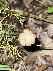 Berlandiera subacaulis